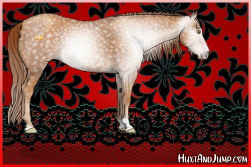 Horse Color:Gray Gold Champagne Sabino 