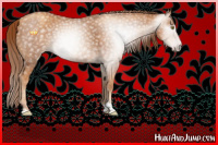 Horse Color:Gray Gold Champagne Sabino 
