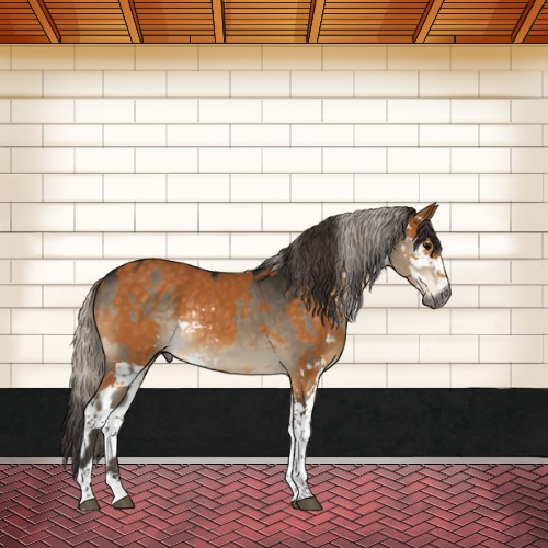 Horse Color:Gray Silver Brown Dun Sabino Rabicano and Buckskin Sabino Rabicano