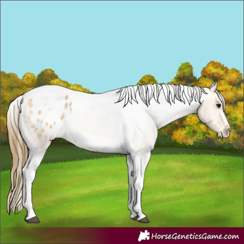 Horse Color:Buckskin Roan Tobiano Frame Appaloosa 