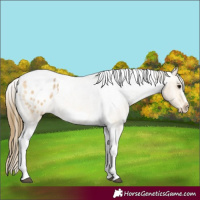 Horse Color:Buckskin Roan Tobiano Frame Appaloosa 