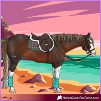 Horse Color:Liver Chestnut Splash 