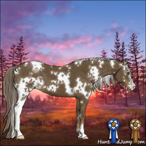 Horse Color:White Spotted Chocolate Palomino Sabino 