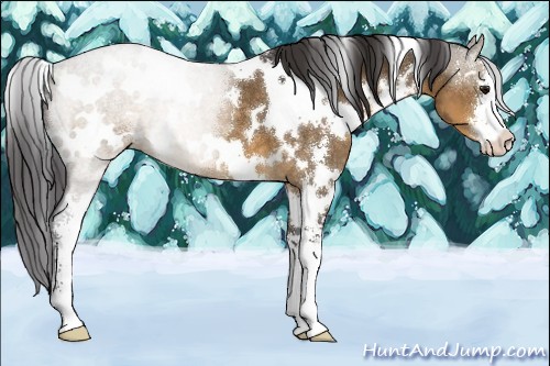 Horse Color:White Spotted Buckskin Dun Sabino
