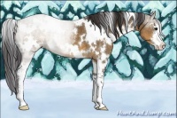 Horse Color:White Spotted Buckskin Dun Sabino 