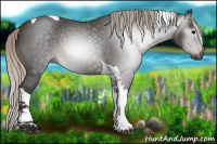 Horse Color:Gray Silver Black Tobiano