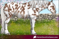 Horse Color:Silver Black Tobiano Appaloosa
