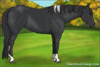 Horse Color:Black Tobiano Rabicano 