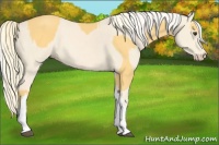 Horse Color:Palomino  and Cremello 