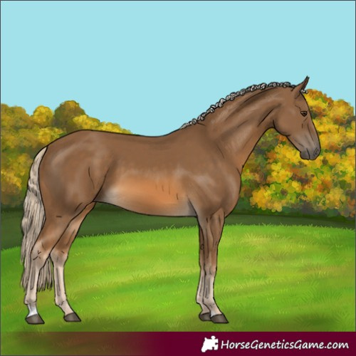 Horse Color:Chocolate Palomino 