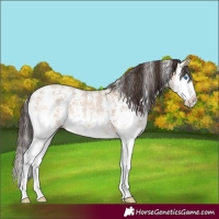 Horse Color:Amber Champagne Dun Sabino Splash 