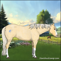 Horse Color:Palomino Roan Splash