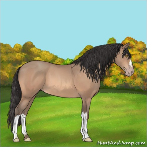 Horse Color:Sable Champagne 