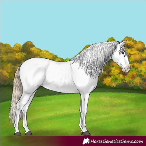 Horse Color:Chestnut Appaloosa 