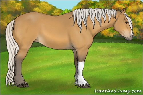 Horse Color:Silver Buckskin 