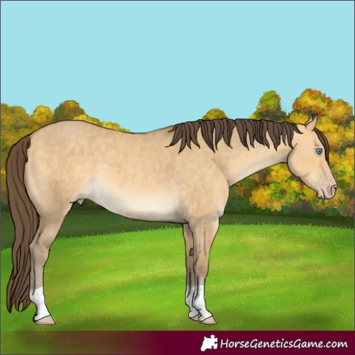 Horse Color:Amber Cream Champagne Dun 
