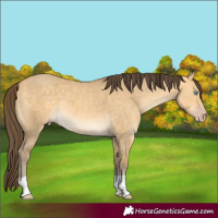 Horse Color:Amber Cream Champagne Dun 