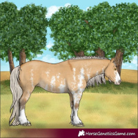 Horse Color:Silver Buckskin Dun Sabino
