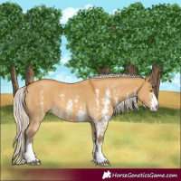Horse Color:Silver Buckskin Dun Sabino 