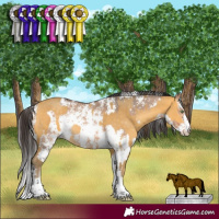 Horse Color:Amber Cream Champagne  and Bay Dun Sabino Rabicano 