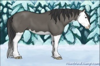 Horse Color:Grullo Splash 