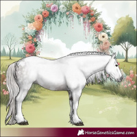 Horse Color:Gray White Spotted Silver Black