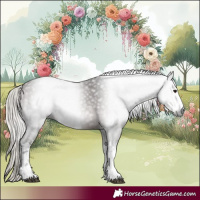 Horse Color:Gray White Spotted Silver Bay