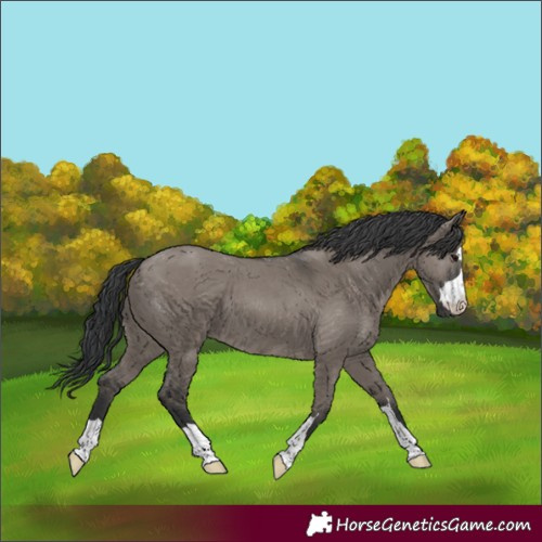 Horse Color:Grullo