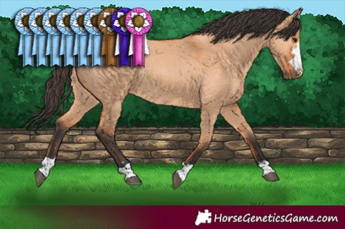 Horse Color:Bay Dun Rabicano 