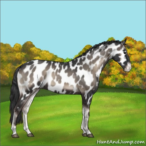Horse Color:Blue Onyx Near Leopard 