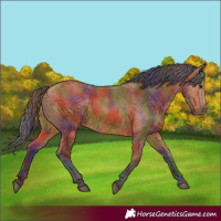 Horse Color:Nacre Bay 