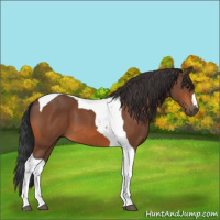 Horse Color:Bay Tobiano 