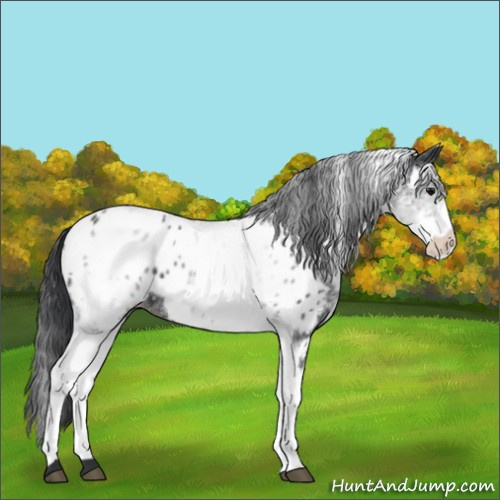 Horse Color:White Spotted Black Near Leopard