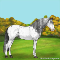 Horse Color:White Spotted Black Appaloosa 