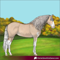 Horse Color:Silver Bay Dun Sabino Splash
