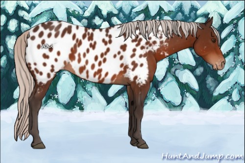 Horse Color:Silver Brown Sabino Appaloosa 
