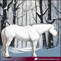 Horse Color:Black Appaloosa Rabicano 