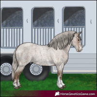 Horse Color:Silver Blue Roan Sabino