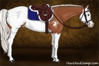 Horse Color:Silver Bay Splash Appaloosa 