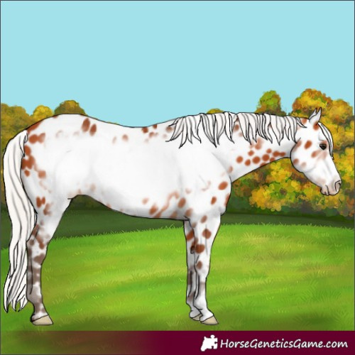 Horse Color:Silver Bay Frame Near Leopard
