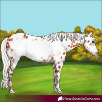 Horse Color:Silver Bay Frame Near Leopard 