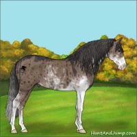 Horse Color:Liver Red Dun Sabino Brindle 