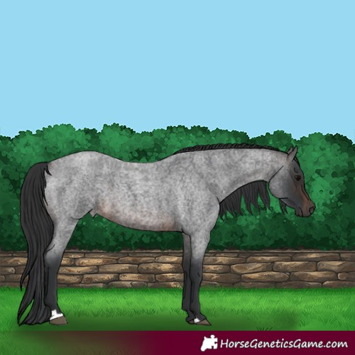 Horse Color:Brown Roan 