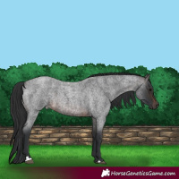 Horse Color:Brown Roan 
