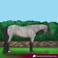 Horse Color:Brown Roan 