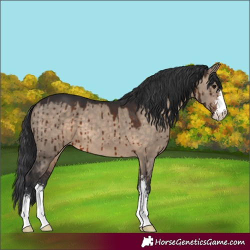 Horse Color:Brown Dun Sabino Brindle 