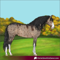 Horse Color:Brown Dun Sabino Brindle 
