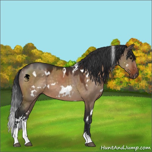Horse Color:White Spotted Brown Dun Sabino 