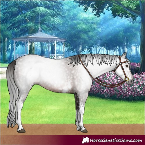 Horse Color:Gray White Spotted Liver Chestnut