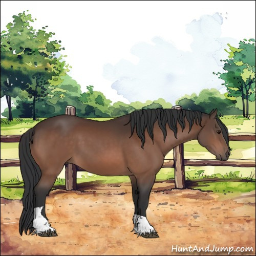 Horse Color:Brown Tobiano